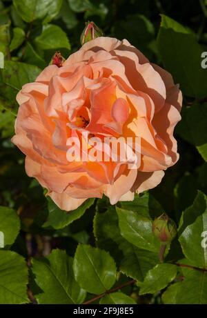 Close up of an orange rose. Stock Photo