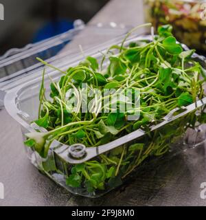 View at plastic container with baby broccoli microgreens Stock Photo