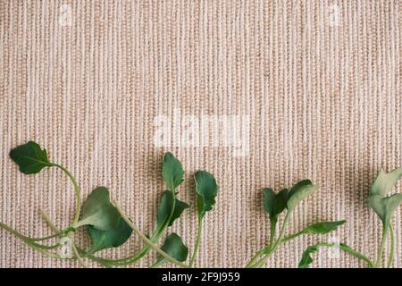 Overhead view at broccoli microgreens sprouts. Copy space Stock Photo