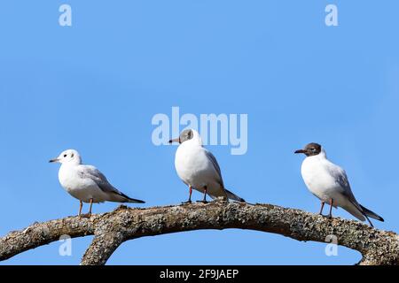 Three black-headed gulls, two breeding adults and a juvenile, perched on a tree branch. Clear blue sky background with space for text. Stock Photo