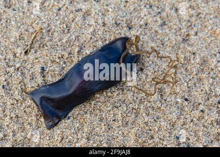 Old egg-case of Small-spotted Catshark, or Lesser-spotted Dogfish, Scyliorhinus canicula, on beach near Swansea, South Wales. Family Scyliorhinidae Stock Photo
