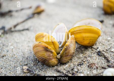 A broken shell on the sandy bank of the Danube near Novi Sad. Stock Photo