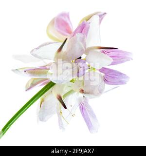 Beautiful honeysuckle flower isolated on a white background Stock Photo