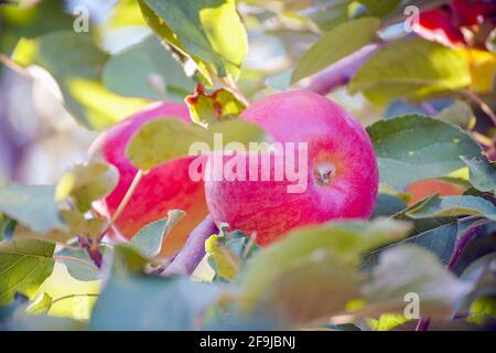 Ripe Red apples on the branches in the garden in green leaves. Selective focus Stock Photo