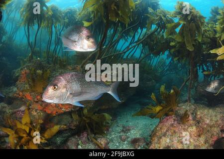 Australasian snappers Pagrus auratus among stalked kelp Ecklonia radiata covering rocky reef. Stock Photo