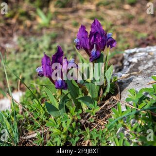 Flowering Iris pumila plant on Kocici skala in Palava mountains in Czech republic Stock Photo