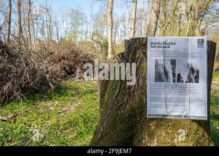 Ash dieback tree disease notice in woodland with ash trees chopped down for safety reasons, Hampshire, England, UK Stock Photo