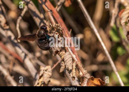 Xylocopa violacea, Violet Carpenter Bee