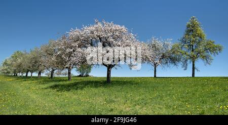 Blooming apple tree in a row of trees in an old orchard Stock Photo