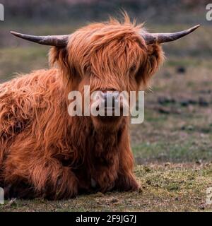 square image , head and shoulders of a highland cow close up  in selective focus looking into the camera Beautiful red coat dark background to aid cop