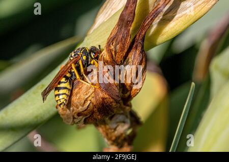 Vespula germanica, German yellowjacket Wasp Stock Photo