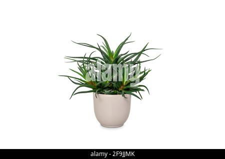 Succulent plant in pot isolated on white. Stock Photo