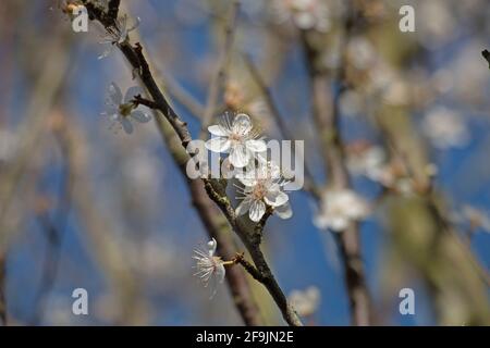 White damson tree blossom flowers, Prunus domestica insititia, blooming in springtime, Shropshire UK Stock Photo