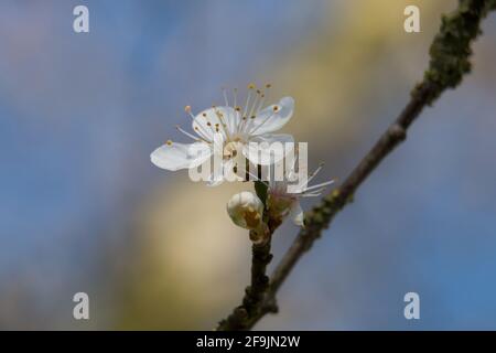 One White damson tree blossom flowers, Prunus domestica insititia, blooming in springtime, macro view Stock Photo
