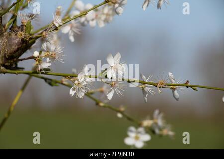 White damson tree blossom flowers, Prunus domestica insititia, blooming in spring, background blurr Stock Photo