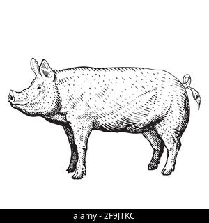 plastic bag clipart black and white pig