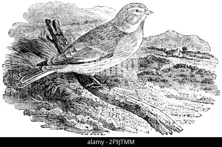 A bird engraved by Thomas Bewick from 'The History of British Birds' of Stock Photo