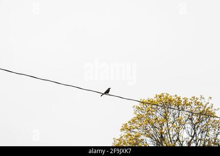 Grackle bird high on a wire, standing in the  middle, sky and tree in background Stock Photo