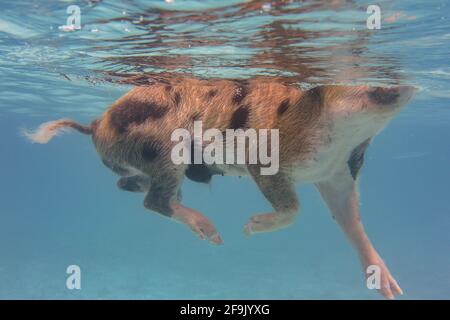 Funny pig is swimming in the sea Stock Photo