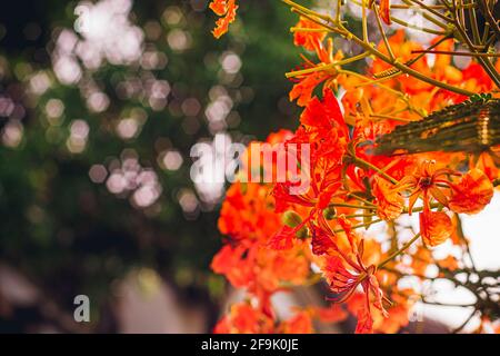 Red Royal Poinciana. Delonix Regia Flower On Branch. Spring background Stock Photo