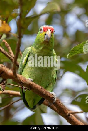 Red-lored parrot perched on a branch in the tropical jungles of Costa Rica Stock Photo