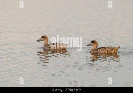 Couple of marbled ducks, marbled teal (Marmaronetta angustirostris) a threatened duck in Fuente de Piedra nature reserve, Spain. Stock Photo