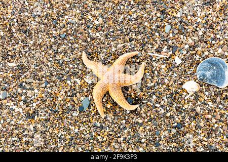 Starfish washed up on beach at Anderby Creek, Lincolnshire, UK, Lincolnshire coast, starfish on beach, starfish, washed up, beached, dead starfish, Stock Photo