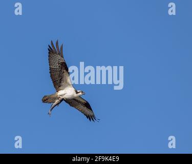 An osprey flies with a channel catfish in its talons Stock Photo