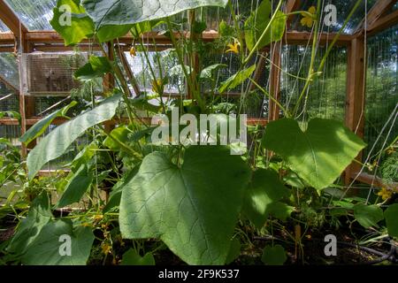 Interior of a wooden domestic greenhouse for growing vegetables Stock Photo