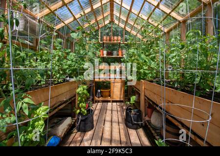 Interior of a wooden domestic greenhouse for growing vegetables Stock Photo