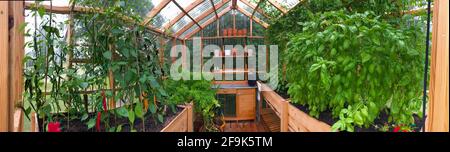 Panoramic view of a greenhouse with plants growing in August Stock Photo