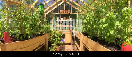 Panoramic view of a greenhouse with plants growing in July Stock Photo