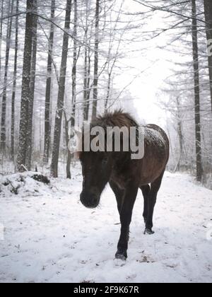 Dosanko Horse in Snowy Forest, Hokkaido, Japan Stock Photo