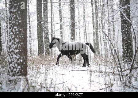 Dosanko Horse in Snowy Forest, Hokkaido, Japan Stock Photo