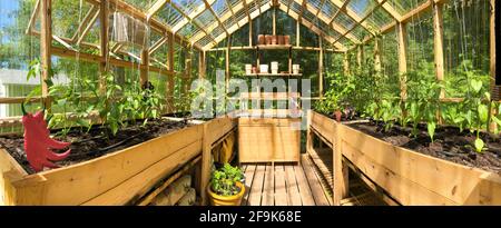 Panoramic view of a greenhouse with plants growing in June Stock Photo