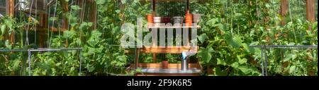 Panoramic view of the interior of a wooden domestic greenhouse for growing vegetables Stock Photo