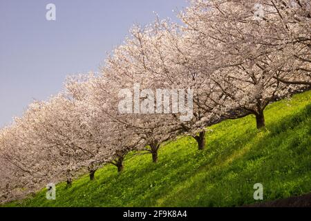 Cherry blossoms in Kumamoto Castle, Kumamoto Prefecture, Japan Stock Photo