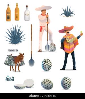 Agave tequila production vector design with cartoon blue agava cactus, tequila alcohol drink bottles and Mexican man with sombrero. Farmer jimador, do Stock Vector