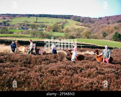 Alpaca trekking in the Peak District National Park, Harewood House Farm, Holymoorside near Chatsworth House, Derbyshire, UK Stock Photo