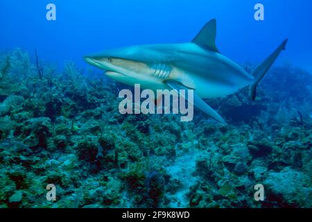 Silky shark,  Carcharhinus falciformis, Jardines de la Reina,  Cuba, Caribbean Stock Photo