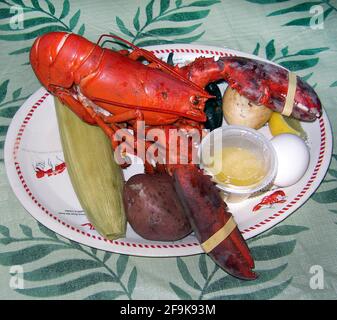 An American lobster (Homarus americanus) dominates a paper plate that holds a popular meal known as a “lobster boil.” The food features the large crustacean and side dishes that often include corn-on-the-cob (here in its husk), red-skinned potatoes, hard-boiled eggs, dinner rolls and clams, plus melted butter in a small container and slices of lemon. Found along the northern coast of North America, this delicious seafood is known variously as Maine, Canadian, Atlantic, Northern and true lobster. Normally greenish-brown in color, these decapods turn very red when boiled for eating their meat. Stock Photo