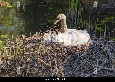 Mute swan sitting on its nest. Stock Photo