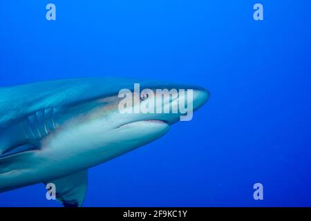 Silky shark, Carcharhinus falciformis, Jardines de la Reina, Cuba, Caribbean Sea, Atlantic Ocean Stock Photo