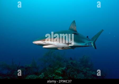 Caribbean reef shark in Cuba Stock Photo