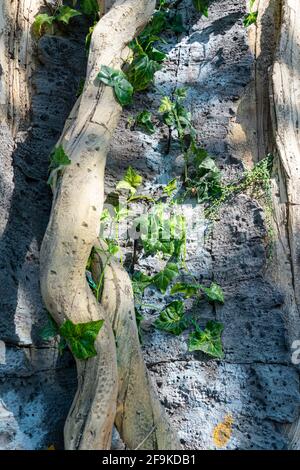 Tropical background, jungle texture and stone rock with lianas in rainforest Stock Photo