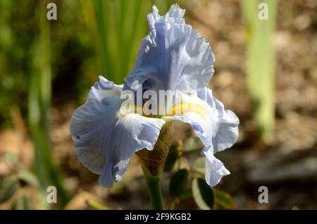 Colorfully beautiful iris of blue, purple, yellow, white and green flowing petals this single gem with blurry garden background. Stock Photo