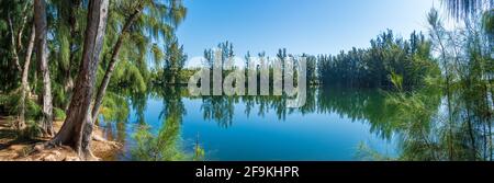 Panorama of Wolf Lake Park, with Australian pine trees (Casuarina equisetifolia) - Davie, Florida, USA Stock Photo