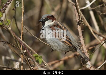 A male House Sparrow, Passer domesticus, perching on a branch in a bramble bush. Stock Photo