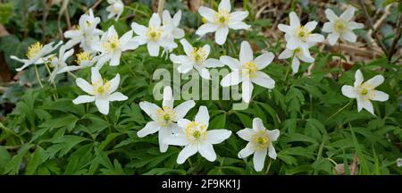 Anemonoides nemorosa, the wood anemone, is an early-spring flowering plant growing in the wild in Germany. Windflower, thimbleweed, smell fox Stock Photo