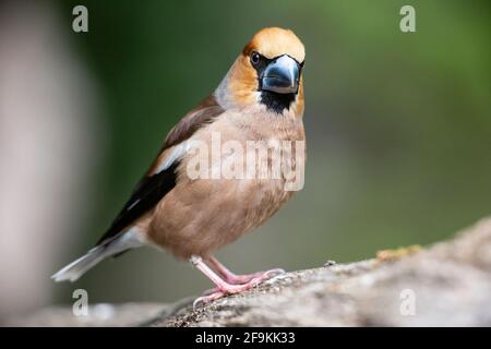 hawfinch, Coccothraustes coccothraustes, single adult male perched on the ground, Hungary Stock Photo